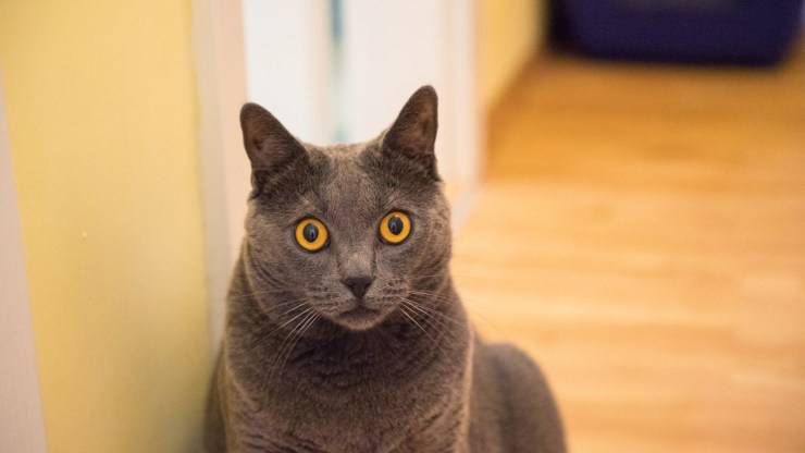 Ojos naranjas en el gato.