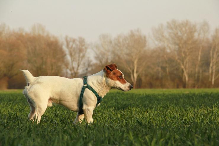 Las razas de perros de caza.