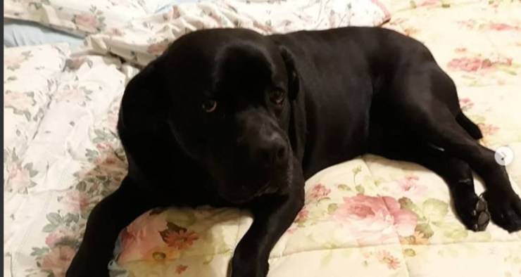 Otelo, el perro de Orietta Berti