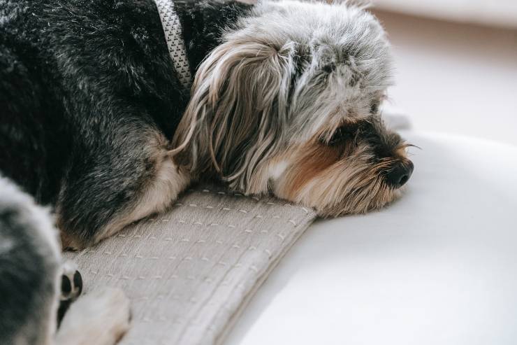 El perro y el hipopituitarismo