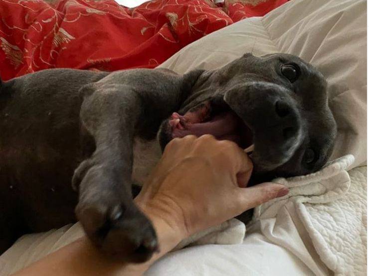 sabrina ferilli perro