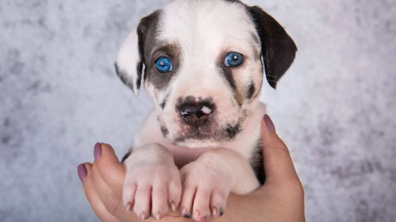 son sordos los perros leopardo de catahoula