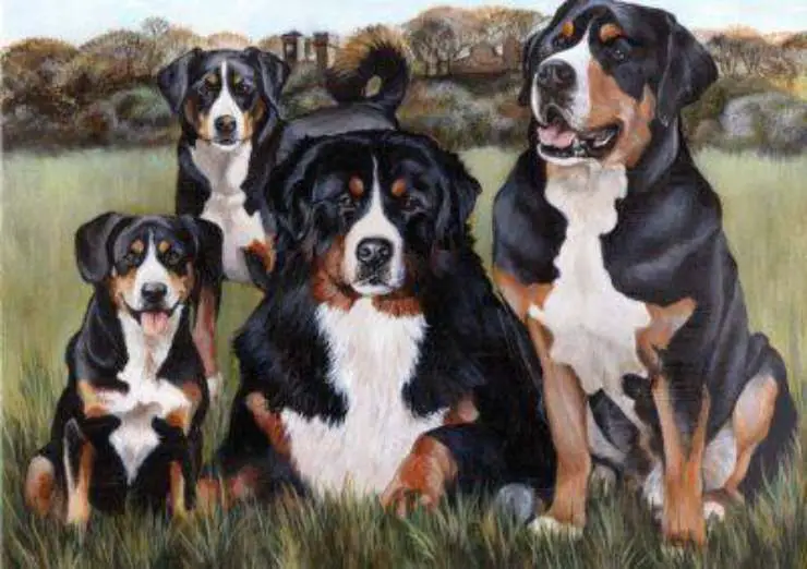 Familia de perros de montaña de Entlebuch
