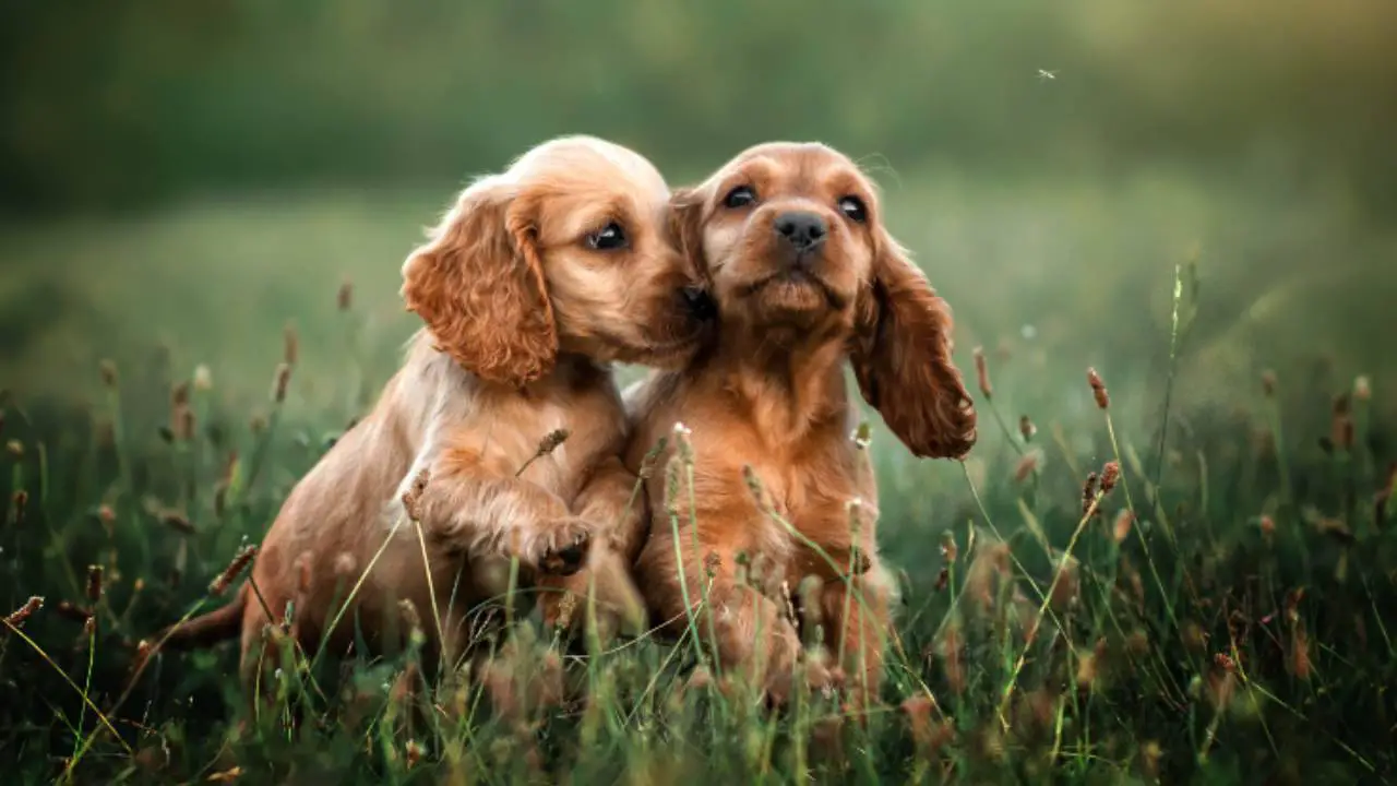 Adoptar un Cocker Spaniel Americano: carácter, estilo de vida y dueño ...