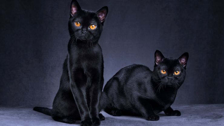 Gato negro