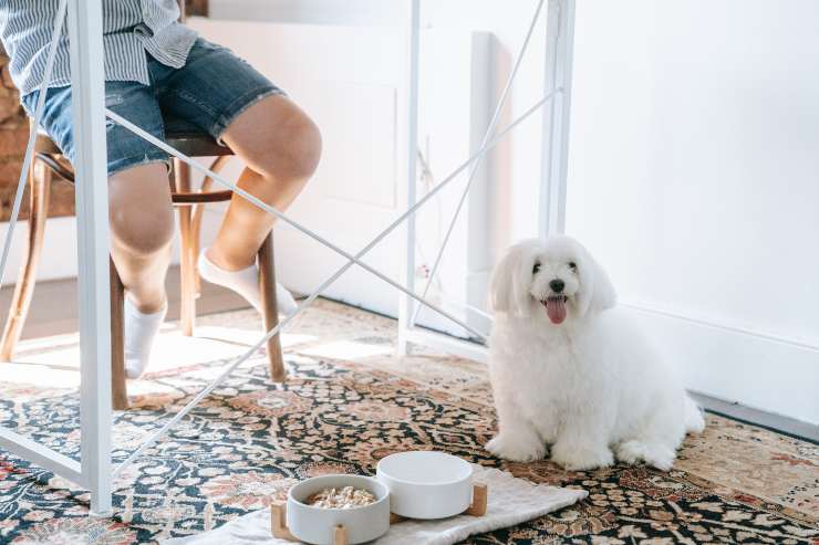 El perro y la enfermedad.