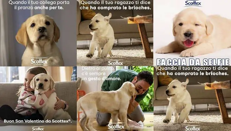 perros escoceses