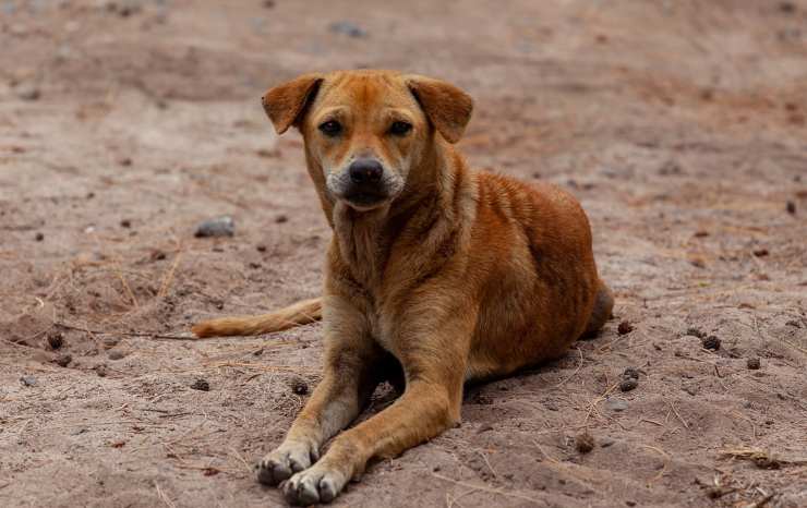 Perro callejero (Foto Pixabay)