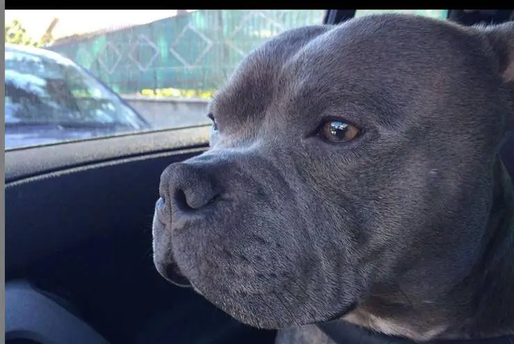 Saki, el perro de Maria De Filippi
