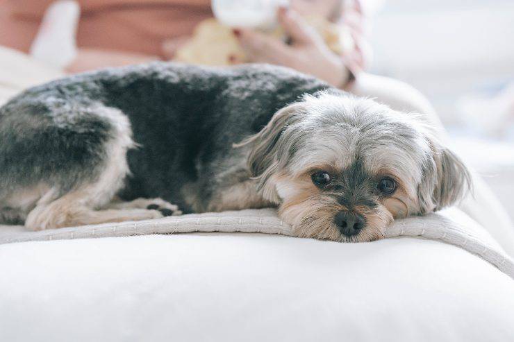 Síndrome del intestino irritable canino