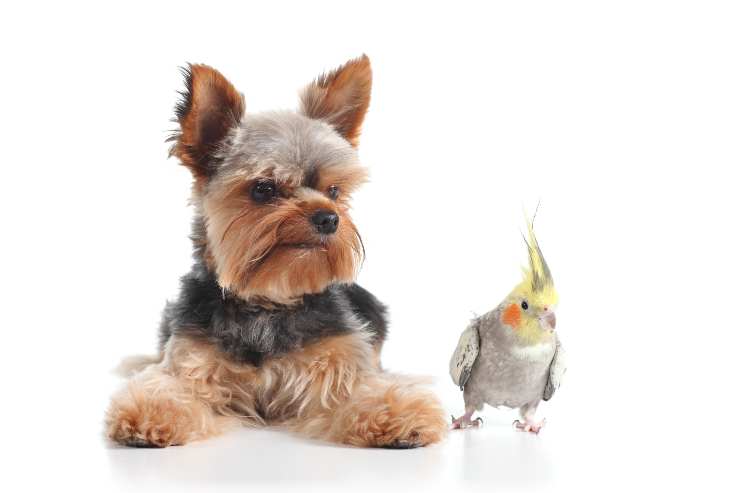 perro y loro
