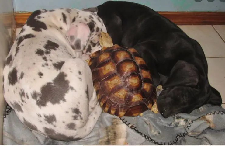 Perros carey huérfanos rescatados
