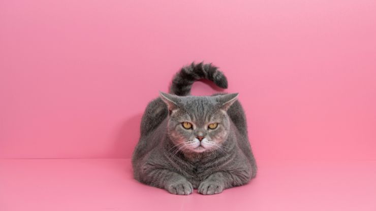 gato obeso
