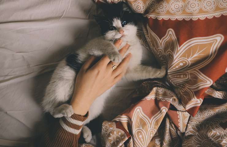 gato en la cama con mujer