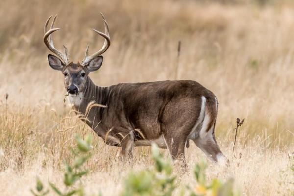Diferencias entre ciervo y corzo - 3. Venado cola blanca