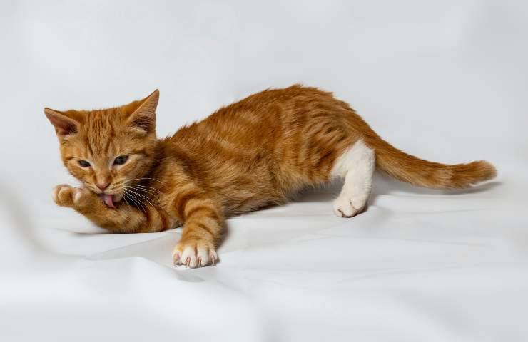 Gato lame pata