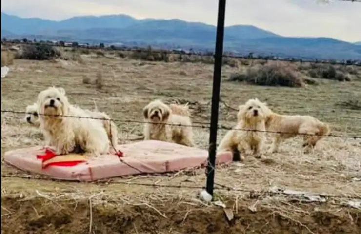 perros abandonados esperan regreso