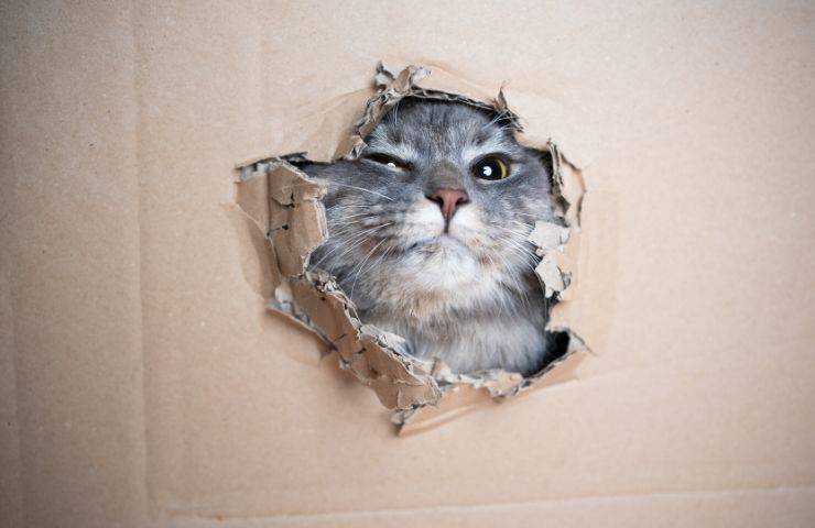 Gato de caja