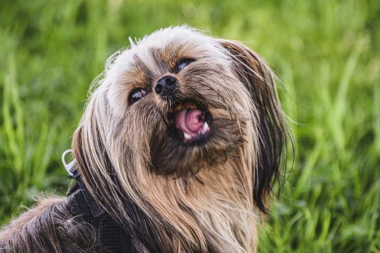 El sueño del amigo peludo
