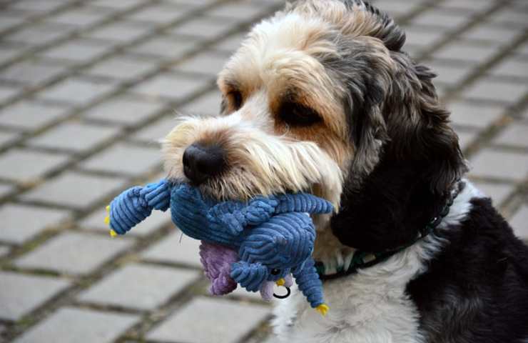 Perro con peluche en la boca