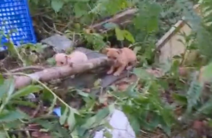 escena del bosque de perros temblando