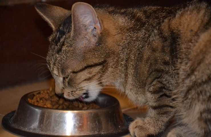 gato come