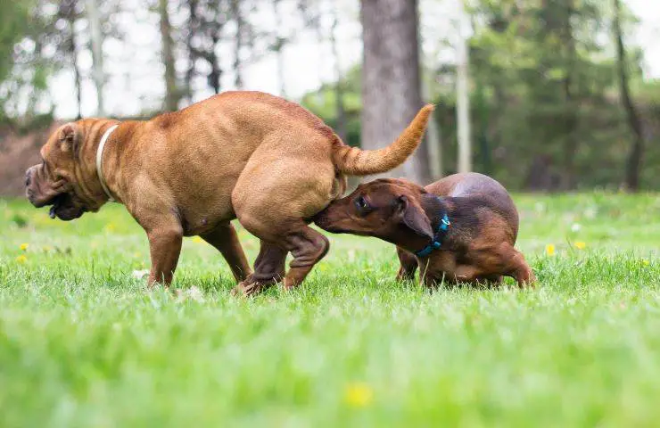 apareamiento de perros