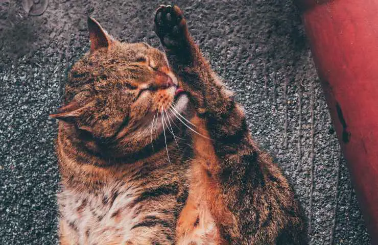 El gato se lame la pata