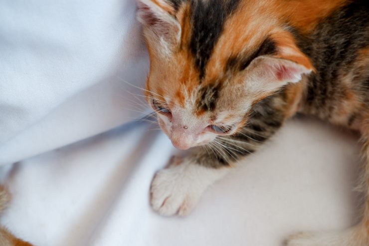 Kitty ignora a su amo