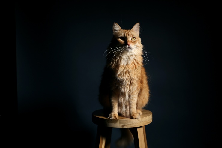 El comportamiento del felino