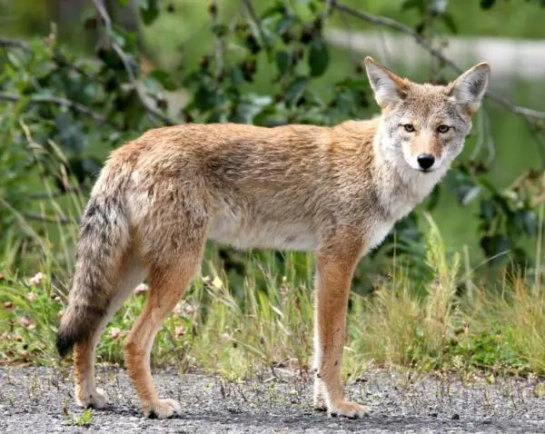 Animales parecidos a zorros - Coyote (perro que ladra)