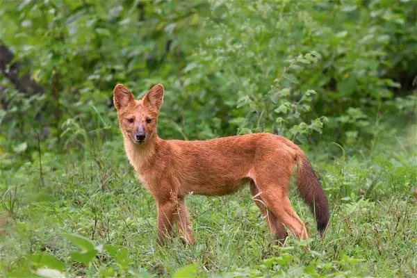 Animales parecidos a zorros - Perro salvaje asiático (Cuon alpinus)