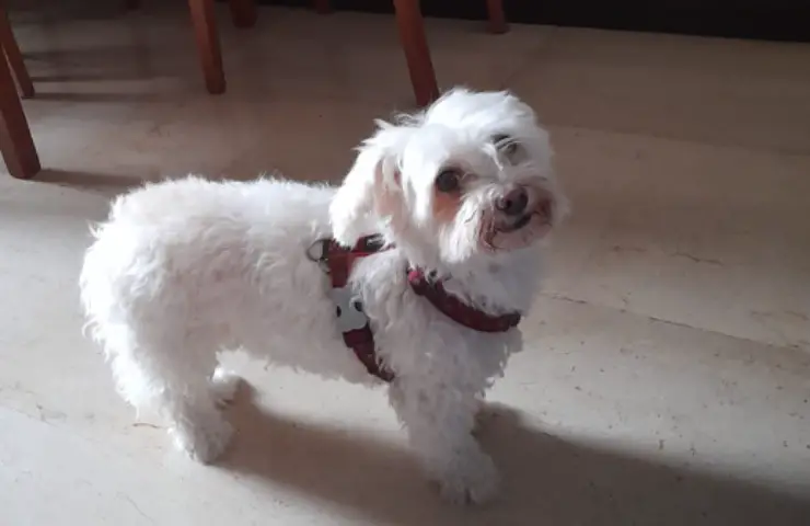 perro alegre ven a casa