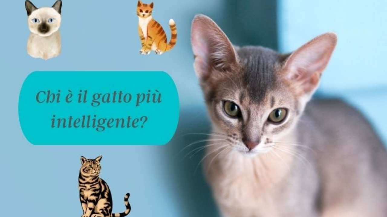 Es el gato 🐱 más inteligente del mundo, pero estas razas no son diferentes