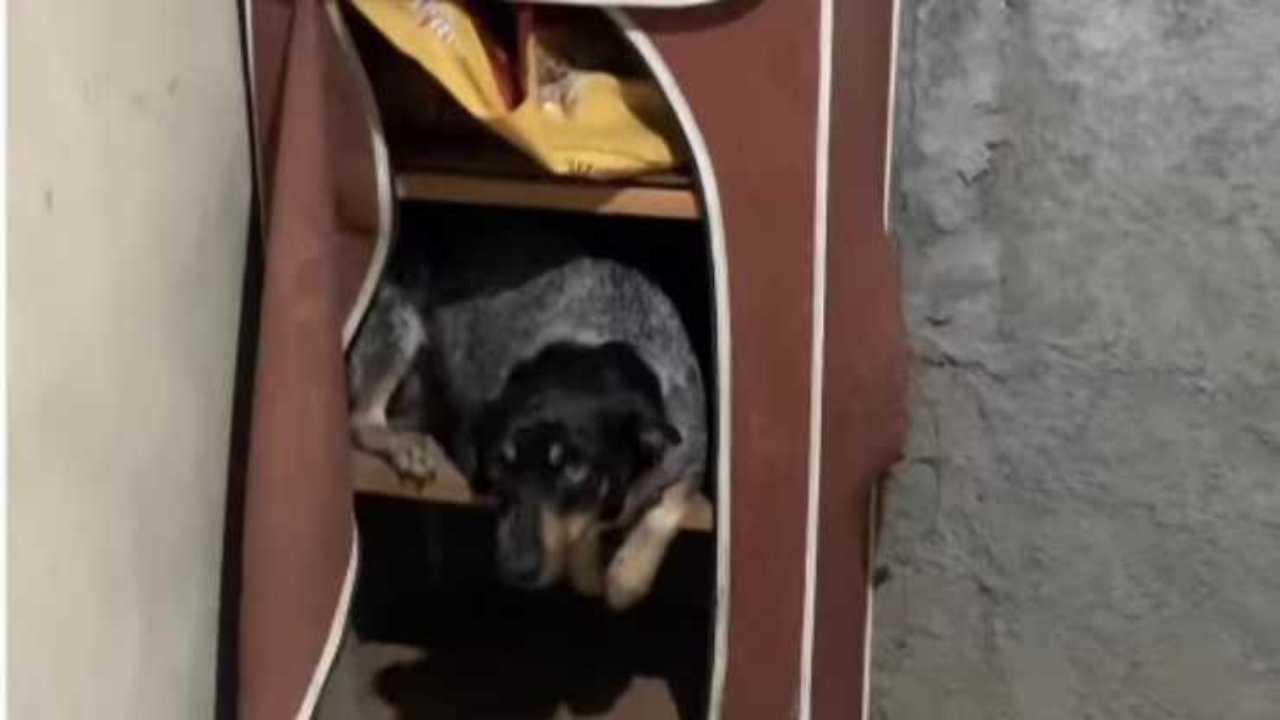 Tiene su caseta de perro pero prefiere dormir ahí: impactantes videos (Video)