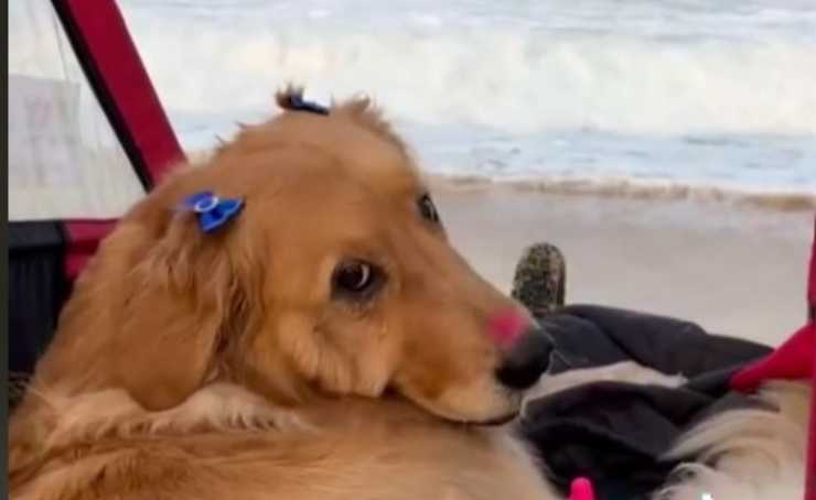 El perro parapléjico ve el mar por primera vez (Video)