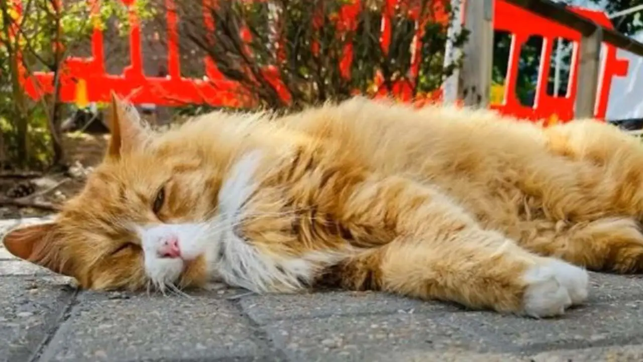 Una familia especial para el gato: callejero adoptado por el hospital – VIDEO