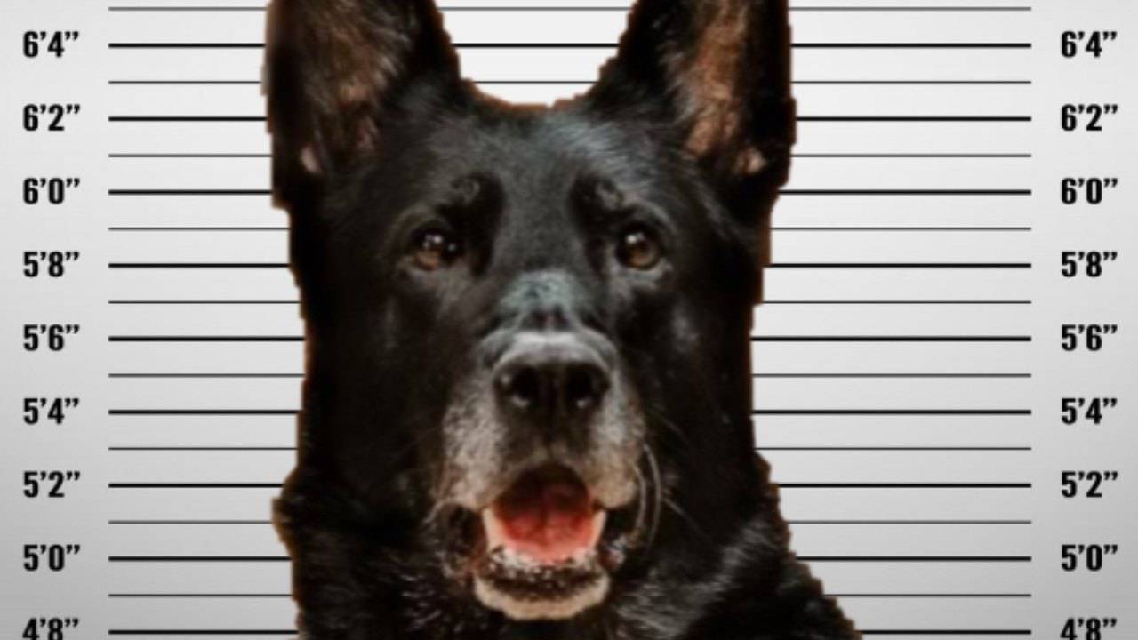 Los crímenes del perro policía Ice, acusado de robar el almuerzo de compañeros (FOTO)