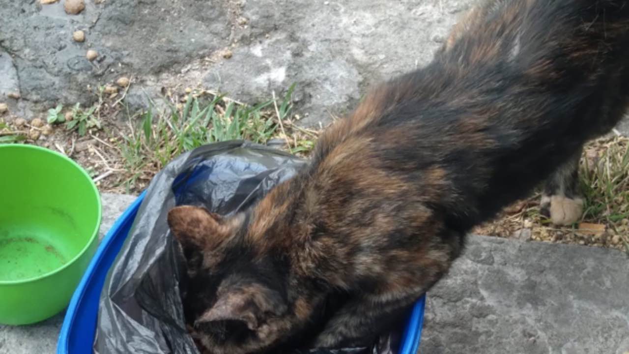 80 gatos corren el riesgo de morir de hambre: la instalación cierra y los voluntarios buscan ayuda