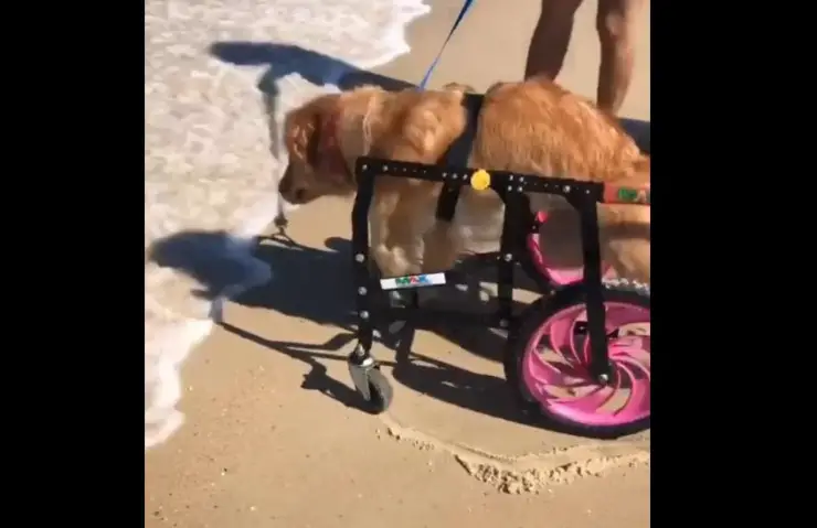 perro parapléjico de mar