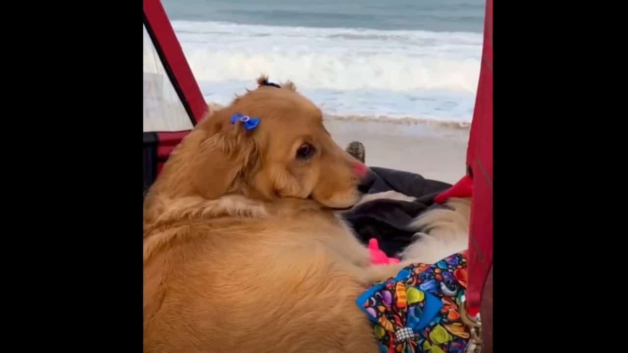 La primera vez en el mar de Olivia, la perrita parapléjica – VIDEO