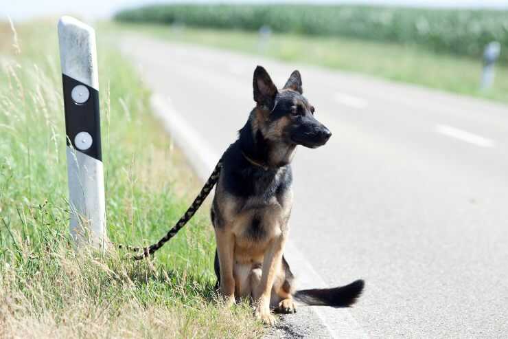 Cane abbandonato sul ciglio di una strada