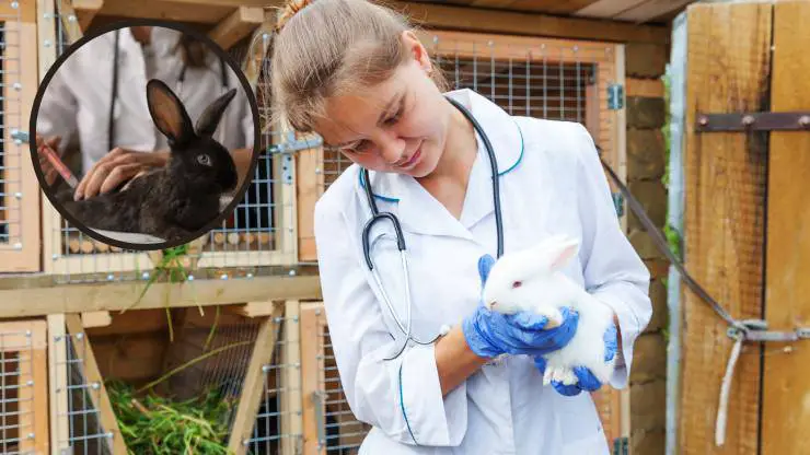 conejo y veterinario