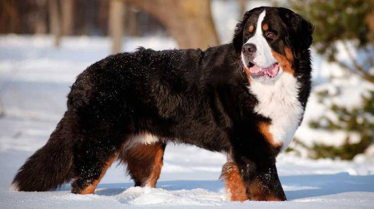 Qué saber antes de adoptar un Boyero de Berna Perro de montaña de Bernese