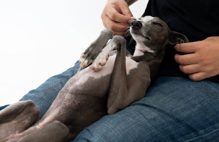 galgo