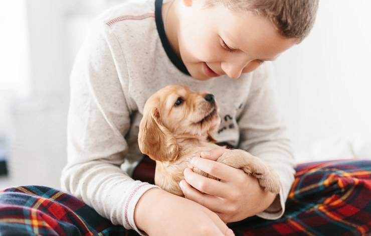 cachorro cocker spaniel ingles