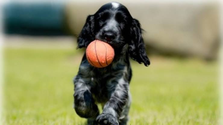 Compatibilidad de Razze con el Blue Picardy Spaniel