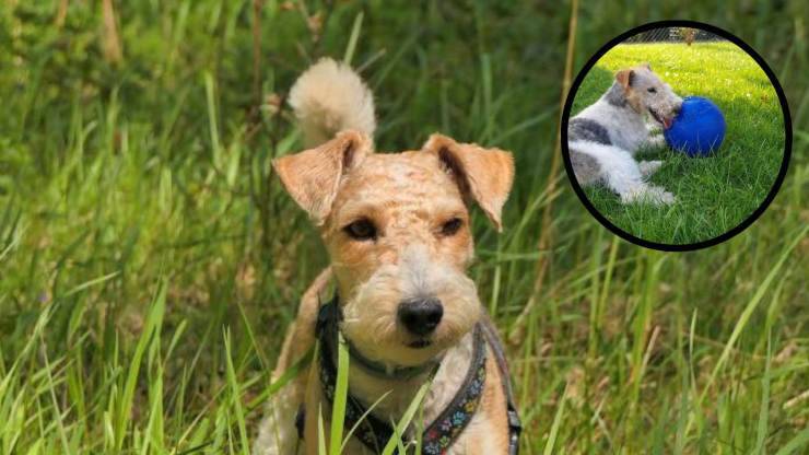 Cómo lavar y cepillar un fox terrier Cura del pelo del Fox Terrier