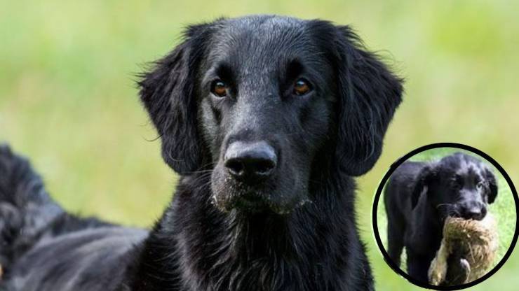 Retriever de pelo plano: qué saber antes de adquirir uno Adottare un Flat Coated Retriever