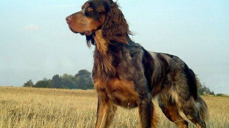 Qué saber antes de adoptar un Spaniel Picard Adopta un Spaniel Picard